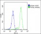 POTEE Antibody (Center)